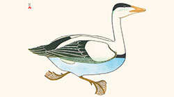 Trio image 1
