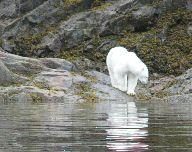 A Polar Bear off the coast of the Baffin Straits