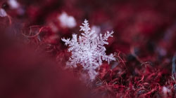 A single snowflake crystal on a red sweater. 