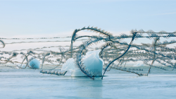 Xavi Bou, Ornothography #302. Digital chronophotographic print, detail.